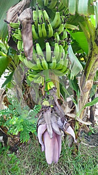 The Bananna tree with banana fruit