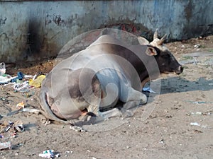 Banaras- The city of widow, bulls, steps and hermits