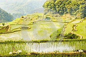 Banaue