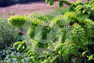 Banch of fir tree