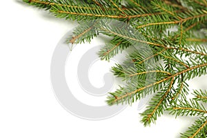 Banch of fir on white