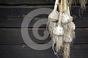 Banch of freshly harvested organic garlic origanum hanged on the dark wooden rustic wall. life in village, summer