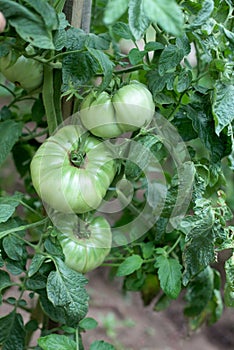 A banch of tomato plant with lot of green vegetables