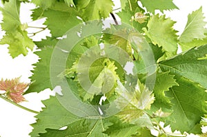 Banch of vine leaves isolated