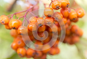 A banches of autumnal rowan berries. Macro blur background