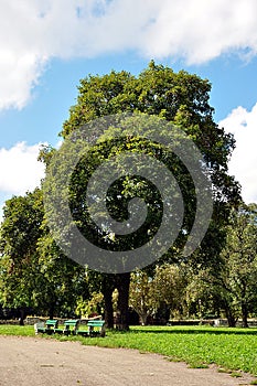 Banches and trees in the park