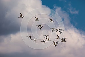 Band of avocet birds in the lagoon of Fuente de Piedra in Malaga