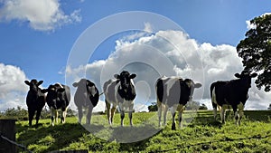 Band of Cows