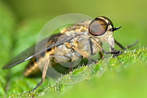 Band-eyed brown horsefly (Tabanas bromius)