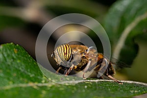 Band-eyed drone fly (eristalinus taeniops) perched on green leaf