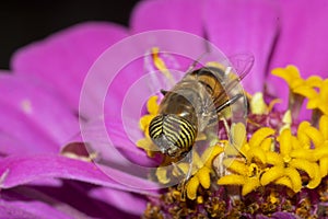 band-eyed hover fly , in the garden