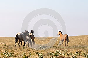Band of four wild horses running in the Pryor Mountains wild horse range in Montana United States