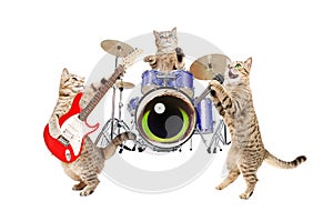 Band musicians cats