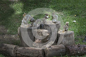 Band of squirrels playing instruments on tree s