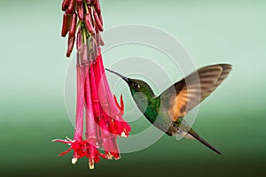 Band-tailed Barbthroat hovering next to red flower in garden, bird from mountain tropical forest, Savegre, Costa Rica