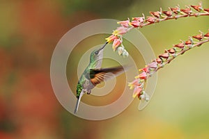 Band-tailed Barbthroat, Threnetes ruckeri, hovering next to red flower in garden, hummingbird mountain tropical forest, Costa Rica photo