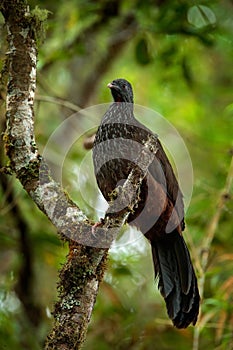 Band-tailed Guan, Penelope argyrotis, rare bird from dark forest Santa Marta mountain, Colombia. Birdwatching in South America. Bi photo