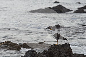 Band-tailed Gull on the Coast of Northern Chile photo