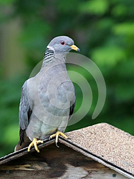 Band-tailed Pigeon on a Feeder photo
