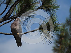 Band-tailed Pigeon, Wild Birds photo