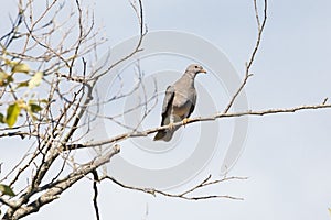 Band tailed pigeon photo