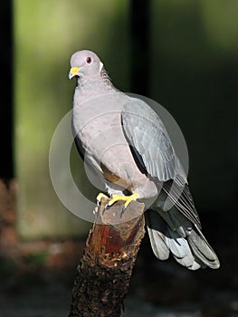 Band-tailed Pigeon Perched photo