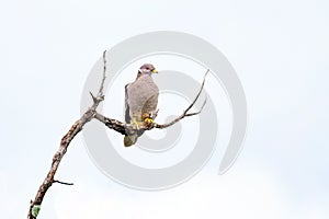 Band-tailed Pigeon perching on tree branch photo