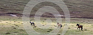 Band of three wild horses running fast in the mountains of the western USA