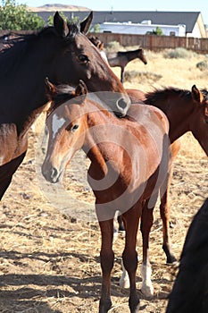 Band of wild American mustang horses colt with heart blaze