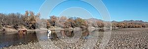 Band of wild horses feeding in the Salt River near Mesa Arizona USA