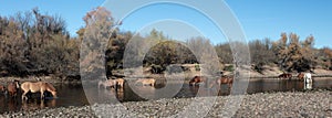 Band of wild horses feeding in the Salt River near Mesa Arizona USA