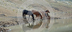 Band of wild horses reflecting in the water while drinking at the waterhole in the Pryor Mountains Wild Horse Range in Montana USA