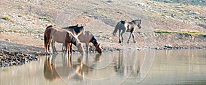 Band of wild horses reflecting in the water while drinking at the waterhole in the Pryor Mountains Wild Horse Range in Montana USA