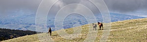 Band of wild horses running on Sykes Ridge in the Pryor Mountains in Montana in the western United States