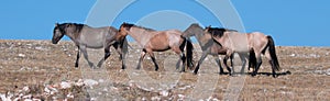 Band of Wild Horses walking in line on Sykes Ridge in the Pryor Mountains Wild Horse Range in Montana