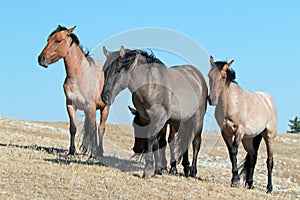 Band of Wild Horses walking on Sykes Ridge in the Pryor Mountains Wild Horse Range in Montana - US