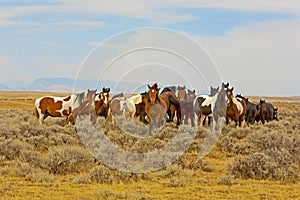 Herd Wild Mustangs horses mustang horse sagebrush