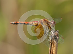 Band-winged Meadowhawk