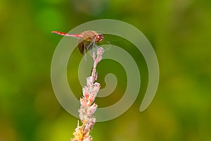 Band-winged Meadowhawk Dragonfly - Sympetrum semicinctum