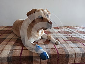 Bandage, Wrap or Splint for injured dog