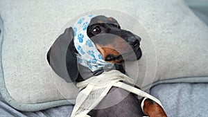 Bandaged dachshund with a headscarf reclining on a grey sofa, looking pensive
