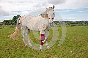 Bandaged Foreleg