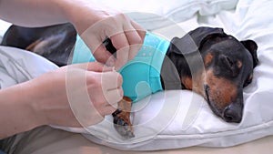 Bandaging a wounded paw of a purebred black dog while resting on a pillow in clinic