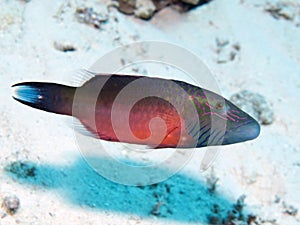 Bandcheek wrasse