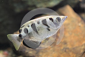 Banded archerfish photo