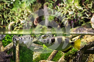 Banded archerfish close-up view in mangrove