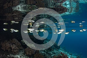 Banded Archerfish in Raja Ampat