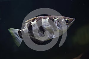Banded archerfish Toxotes jaculatrix