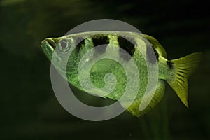 The Banded archerfish Toxotes jaculatrix.