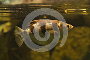 The Banded archerfish Toxotes jaculatrix.